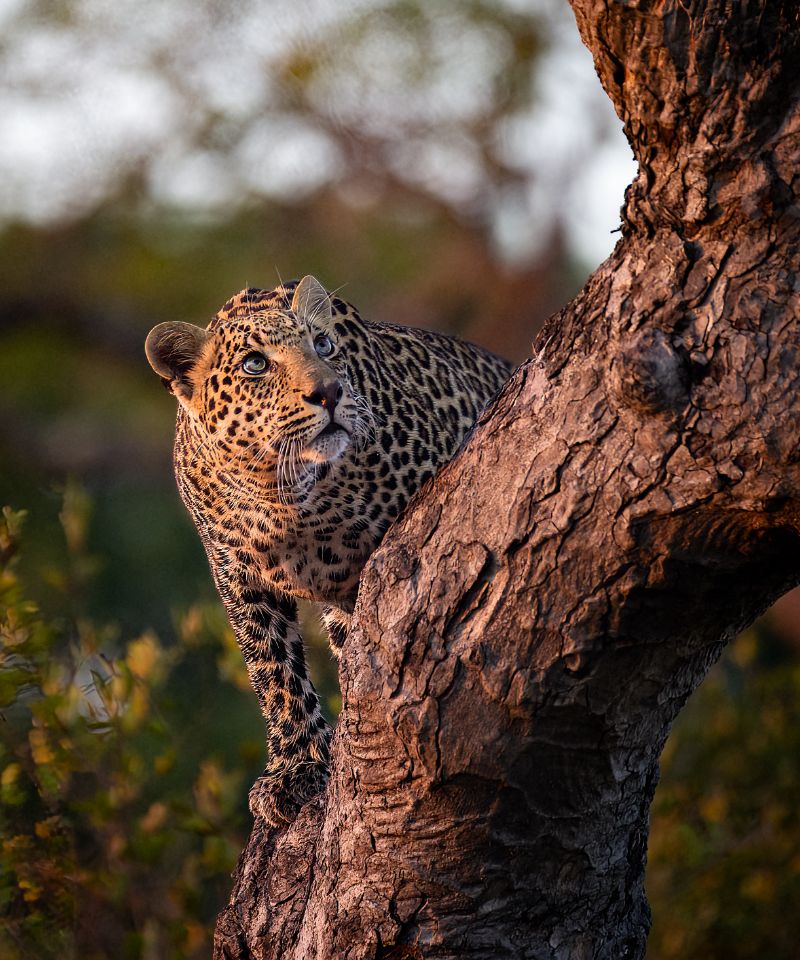 a-leopard-panthera-pardus-climbs-up-a-tree