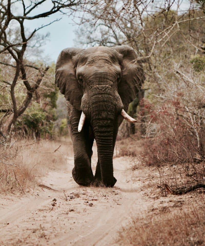 photographic safaris (3)