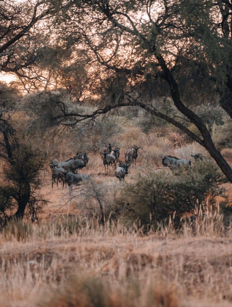 wildlife-group-of-wildebeest-in-namibia-during-sunset