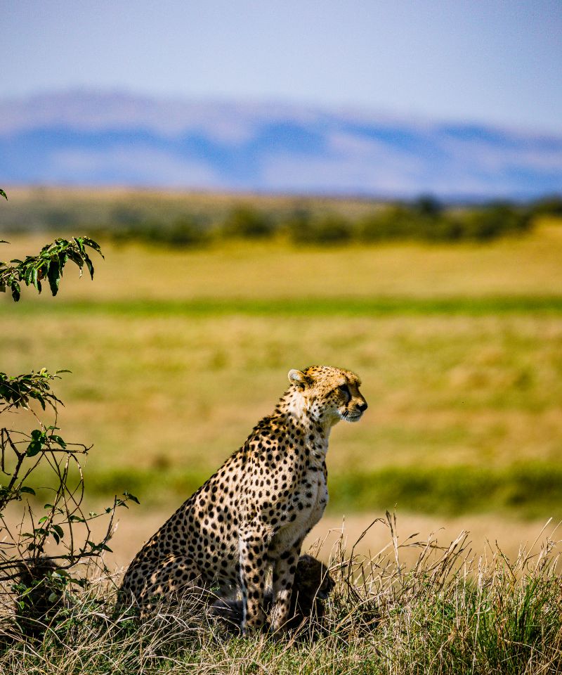 cheetah-wildlife-wild-animas-maasai-mara-national-2024-02-10-03-27-01-utc (1)