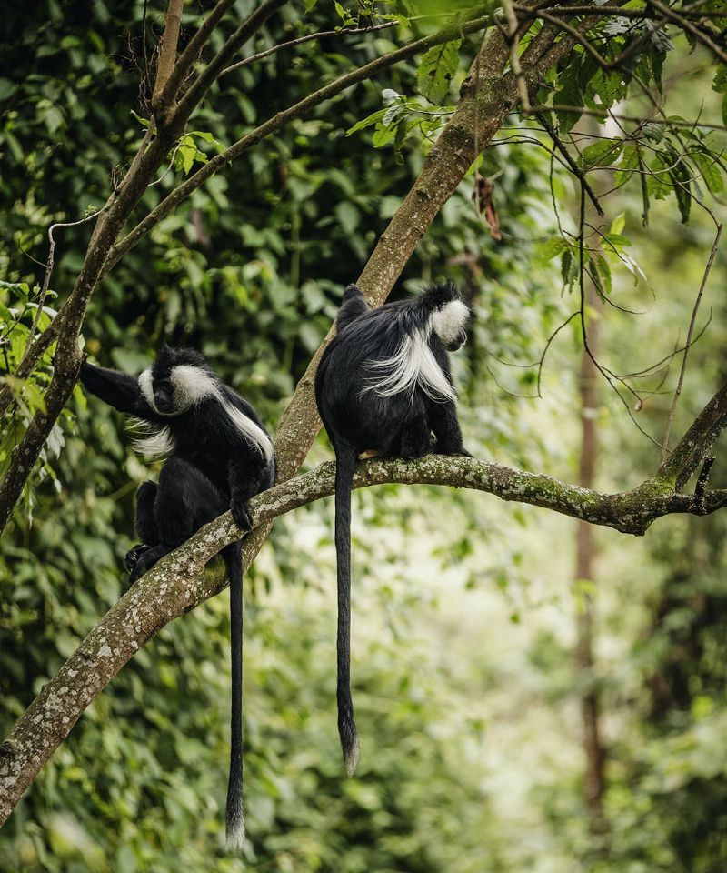 nyungwe-enchanting-biodiversity