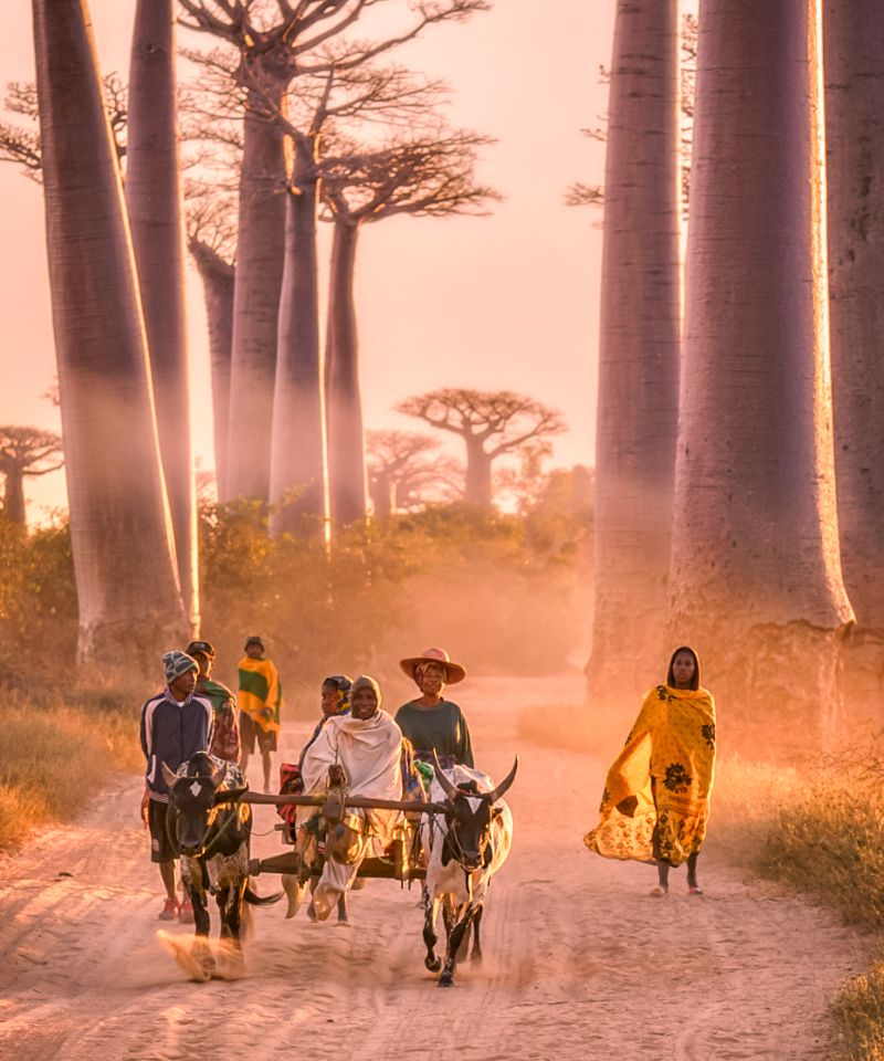 people-walking-on-a-dusty-road-at-sunset-with-tal-2024-07-06-00-25-17-utc (1)