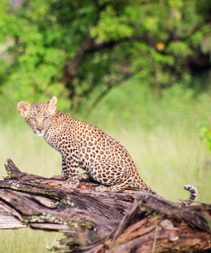 moremi-captivating-wildlife